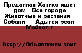 Преданная Хатико ищет дом - Все города Животные и растения » Собаки   . Адыгея респ.,Майкоп г.